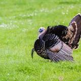 how-do-turkeys-reproduce-asexually