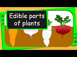 Science Edible Parts Of Plants English