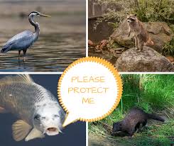 protect your fish from pond predators