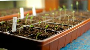 when to transplant seedlings to prevent