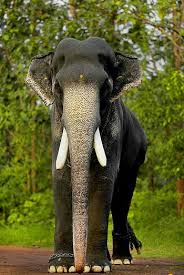 kerala elephant hd wallpapers pxfuel