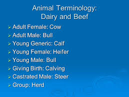 A World Without Animals Ppt Download
