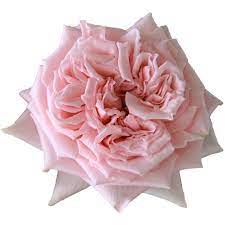 Princess Hitomi Roses - Garden Roses Direct