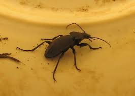 identification insecte noir dans ma maison