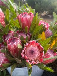 Protea /ˈproʊtiːə/ is both the botanical name and the english common name of a genus of south african flowering plants, also called sugarbushes (afrikaans: . Empire Proteas Home Facebook