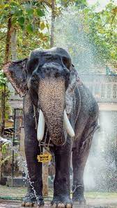 kerala elephant festivals india