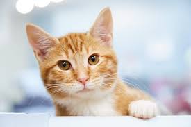 orange tabby cats facts lifespan