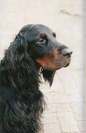 They are skilled hunters with an excellent nose. Gordon Setter Wikipedia
