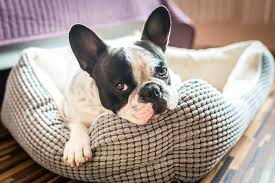 why do dogs scratch their beds