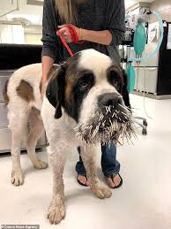 Hapless St Bernard Is Left With A Face Full Of Quills After
