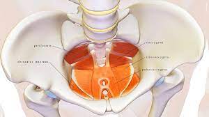 pelvic floor physical therapy for ms