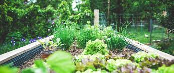5 Ways To Create An Eco Friendly Garden