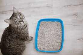 my cat ing outside the litter box
