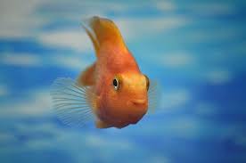 The fish has a very small mouth and fins. All You Need To Know About Parrot Cichlid Fish Care Guide