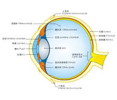 Eye Diagram Chart Wiring Diagrams