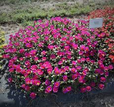 purslane adds color that can take the