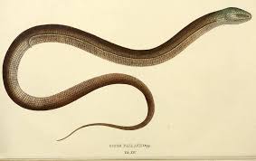 Huge collection, amazing choice, 100+ million high quality, affordable rf and rm images. Bhl On Twitter Sciartfix European Glass Lizard Pseudopus Apodus A Legless Lizard Common Throughout Southern Europe To Central Https T Co N6dxvgysoa Https T Co Jafsxnfaah