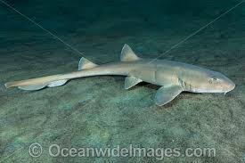 carpet shark photos pictures and images