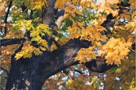 maple trees and their benefits