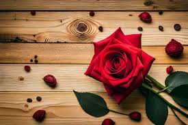 rose is the symbol of love and romance