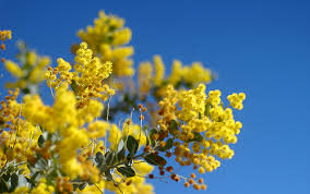 national flower of australia acacia