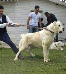 While they can easily learn basic commands, alabai's independent nature makes training a challenge, especially for obedience. Central Asian Shepherd Global Dog Breeds Alabai Dog Kangal Dog Dog Breeds