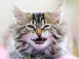 When Do Kittens Lose Their Baby Teeth