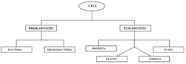 Bio Flow Chart Of Cell Science Cell Structure And