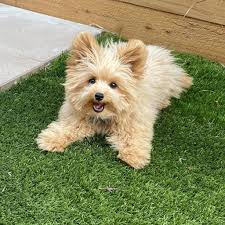 pomapoo dog breed facts information