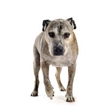 In fact, noncancerous bone tumors are much more common than cancerous. Vet Advice Relieving Your Dog S Arthritis The Bark