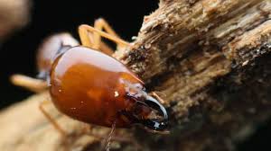 How To Identify Termite Damage In Your Home