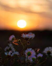 Цветок и закат — Фото №1370216