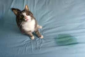 cat out of a memory foam mattress