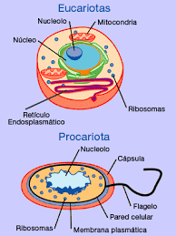 La castellanización adecuada del término es eucariontes. Organos De Las Celulas Eucariotas