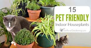 Pet Friendly Indoor Houseplants Safe
