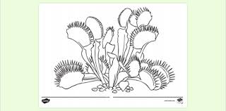 Select from 32052 printable crafts of cartoons, nature, animals, bible and many more. Venus Fly Trap Colouring Page Colouring Sheets
