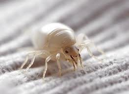 does diatomaceous earth kill dust mites