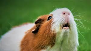 caring for your pet guinea pig pender