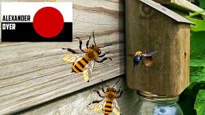 i make a carpenter bee trap you