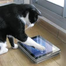 Image result for cats with computer tablets