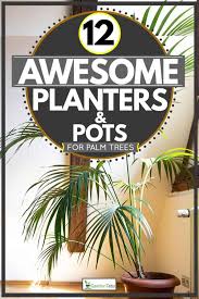 planters pots for palm trees