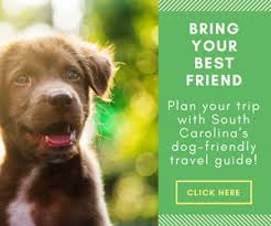south carolina dog friendly travel guide