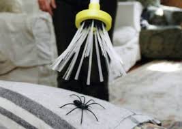 araignée danger piqure prévention