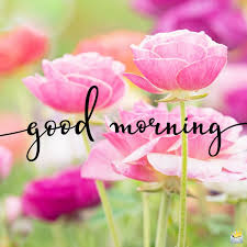 That's why we have created this amazing collection of original good morning images with flowers. 79 Good Morning Images With Flowers Have A Beautiful Day