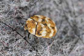 what are carpet beetles and do they bite