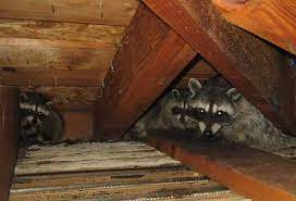 It's worth repeating that raccoons are the largest animals you will come across in an urban setting. Raccoons Batpro Wildlife Pest Control Llc