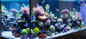 Best Aquarium Lighting For Fish Color 2020 Reviews