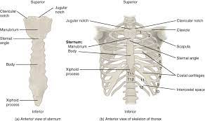 The collection of bones in the human body is called the skeletal system. The Thoracic Cage The Ribs And Sternum Human Anatomy And Physiology Lab Bsb 141