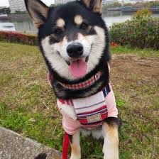 専門家が解説 柴犬の室内飼いのメリットは ブラッシングのコツも いぬのきもちweb magazine 柴犬 動物看護師 いぬ