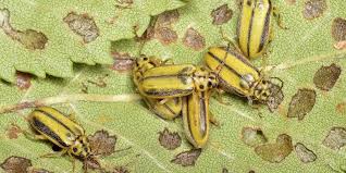 elm leaf beetle control how to get rid